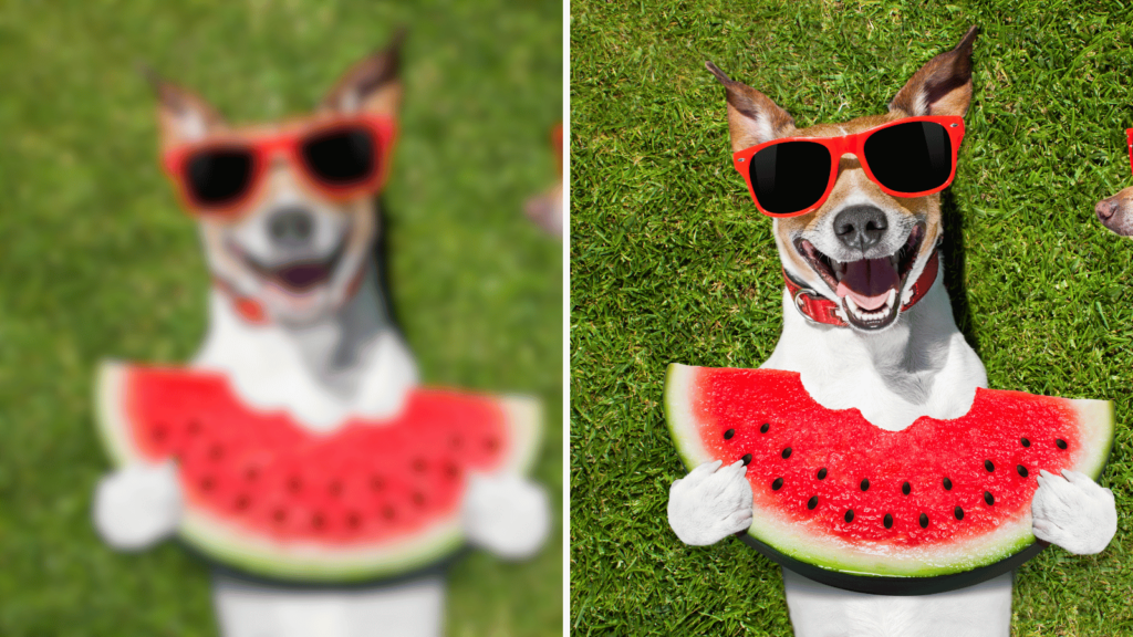 Blurry and clear image of a dog wearing sunglasses and eating watermelon